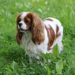 image00001