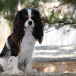 image00003