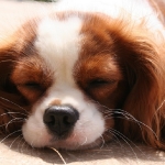 image00006