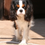 image00009